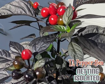 20+ Black Pearl Pepper Seeds -isolated -Padded envelope shipping, tracking number included.