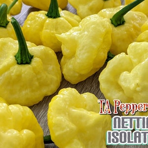May include: Close-up of several yellow peppers with green stems. The peppers have a bumpy texture and are clustered together. The image includes text that reads "TA Pepper.com NETTING ISOLATED".