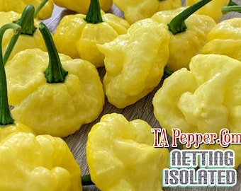 20+ Khang Starr Lemon Starrburst Pepper Seeds KSLS -isolated-Padded envelope shipping, tracking number included.