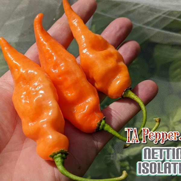 15+ Habanada Pepper Seeds -TAPepperCom isolated -Padded envelope shipping, tracking number included.