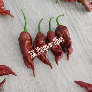 30+ Chocolate Primotalii Pepper Seeds  -TAPepper.Com -Padded envelope shipping, tracking number included.