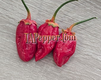 15+ Carbonero X 7pot BBG Seeds- Padded envelope shipping, tracking number included.