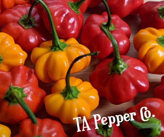 15+ ORANGE variety Brazilian Starfish Pepper Seeds -TAPepperCom -Padded  envelope shipping, tracking number included.