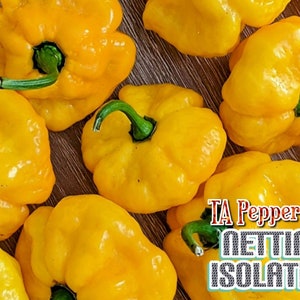 May include: A close-up of a group of bright yellow Scotch Bonnet peppers. The peppers are arranged on a wooden surface. The text "TA Pepper.com NETTING ISOLATED" is visible in the lower right corner of the image.