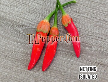 20+ Bleeding Rawit seeds -isolated- Padded envelope shipping, tracking number included.