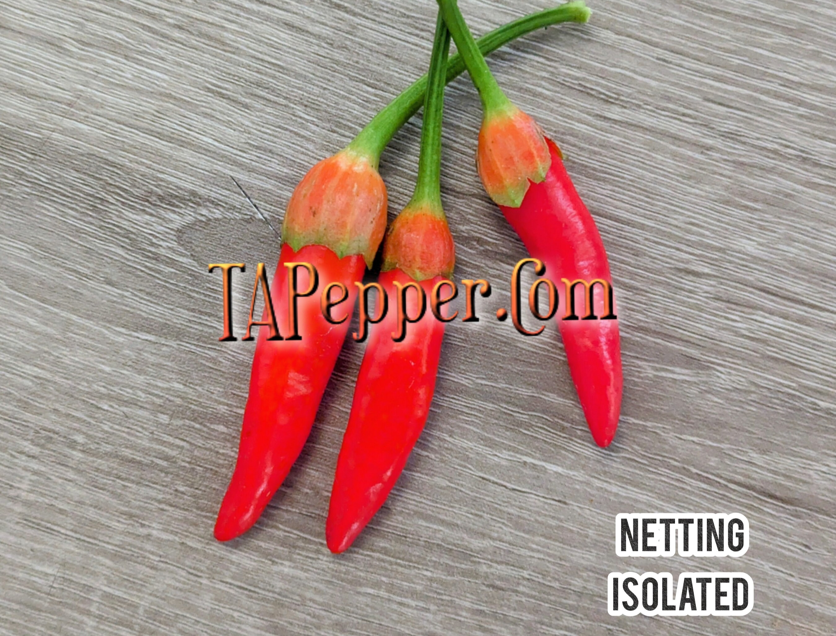 20+ Bleeding Rawit seeds -isolated- Padded envelope shipping, tracking number included.