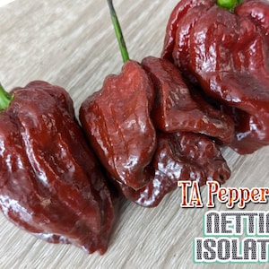 15+ Trinidad Chocolate Scorpion Pepper Seeds -isolated -Padded envelope shipping, tracking number included.