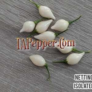 May include: A close-up of eight white ghost pepper chilies on a gray wooden surface. The chilies are arranged in a scattered pattern, with some of them overlapping. The text "TAPepper.com" is visible in the lower center of the image. The words "NETTING" and "ISOLATED" are visible in the lower right corner of the image.