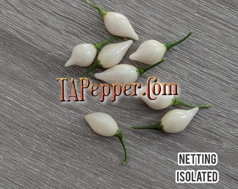 15+ White Biquinho Seeds -isolated- Padded envelope shipping, tracking number included. AKA  Little beak, sweety drop