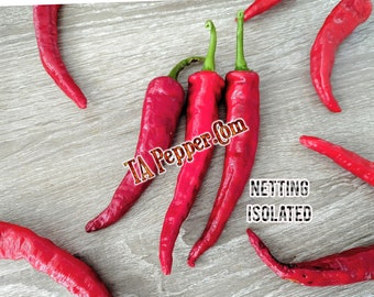 20+  Kashmiri Pepper Seeds -isolated -Padded envelope shipping, tracking number included.