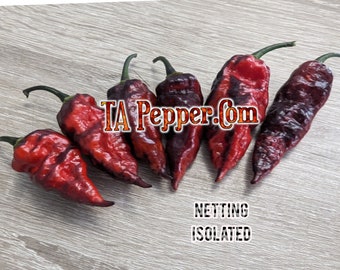15+  Naga Tiger DD Pepper Seeds -isolated -Padded envelope shipping, tracking number included.