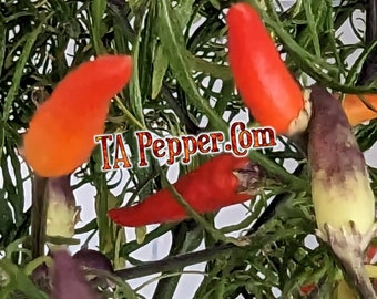 15+ Mutant pepper seeds, multicolor mutant -Padded envelope shipping, tracking number included.