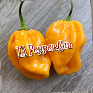 15+ Habanero Tabaquite Pepper Seeds isolated-TAPepperCom -Padded envelope shipping, tracking number included.