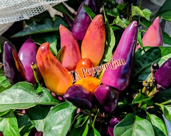 15+  Molly Pepper Seeds -Padded envelope shipping, tracking number included.