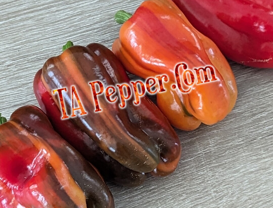 20 Candy Cane Pepper Seeds Isolated Padded Envelope Shipping, Tracking
