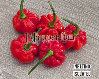 15+ KS Pumpkin Red Pepper Seeds -isolated- Padded envelope shipping, tracking number included.