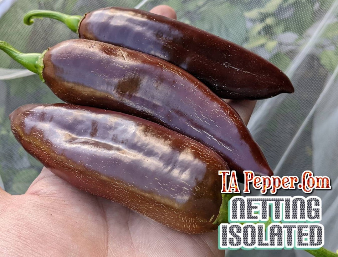 15 Brown Jalapeno Pepper Seeds isolated Padded Envelope Shipping