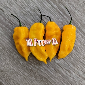 20+ Indian Carbon Yellow Pepper Seeds -TAPepperCom Bhut Jolokia -Padded envelope shipping, tracking number included.