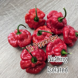 20+ Jamaican Red Scotch Bonnet Pepper Seeds -isolated- Padded envelope shipping, tracking number included.