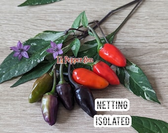 15+ Guillet Pepper Seeds -Padded envelope shipping, tracking number included. Netting Isolated