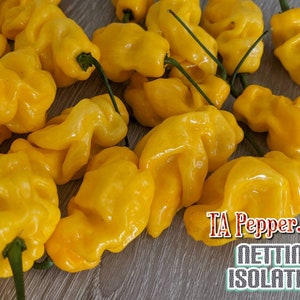 15+ Madame Jeanette Pepper Seeds -isolated -Padded envelope shipping, tracking number included. Suriname yellow.