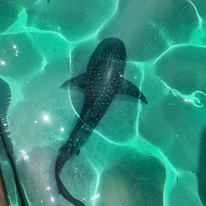 May include: A dark-colored whale shark swims in clear, turquoise water. The shark's body is covered in white spots, and its fins and tail are visible. The water's surface reflects sunlight, creating a shimmering effect. The scene is viewed from above.