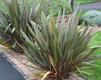 GREEN NEW ZEALAND FLAX SEEDS PHORMIUM TENAX LANDSCAPING FLOWERING 50 SEED PACK 