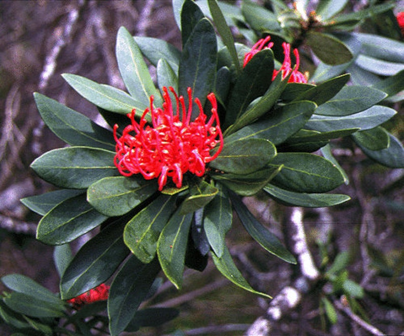 Tasmanian Waratah Seeds Telopea truncata seed 20 seeds Etsy