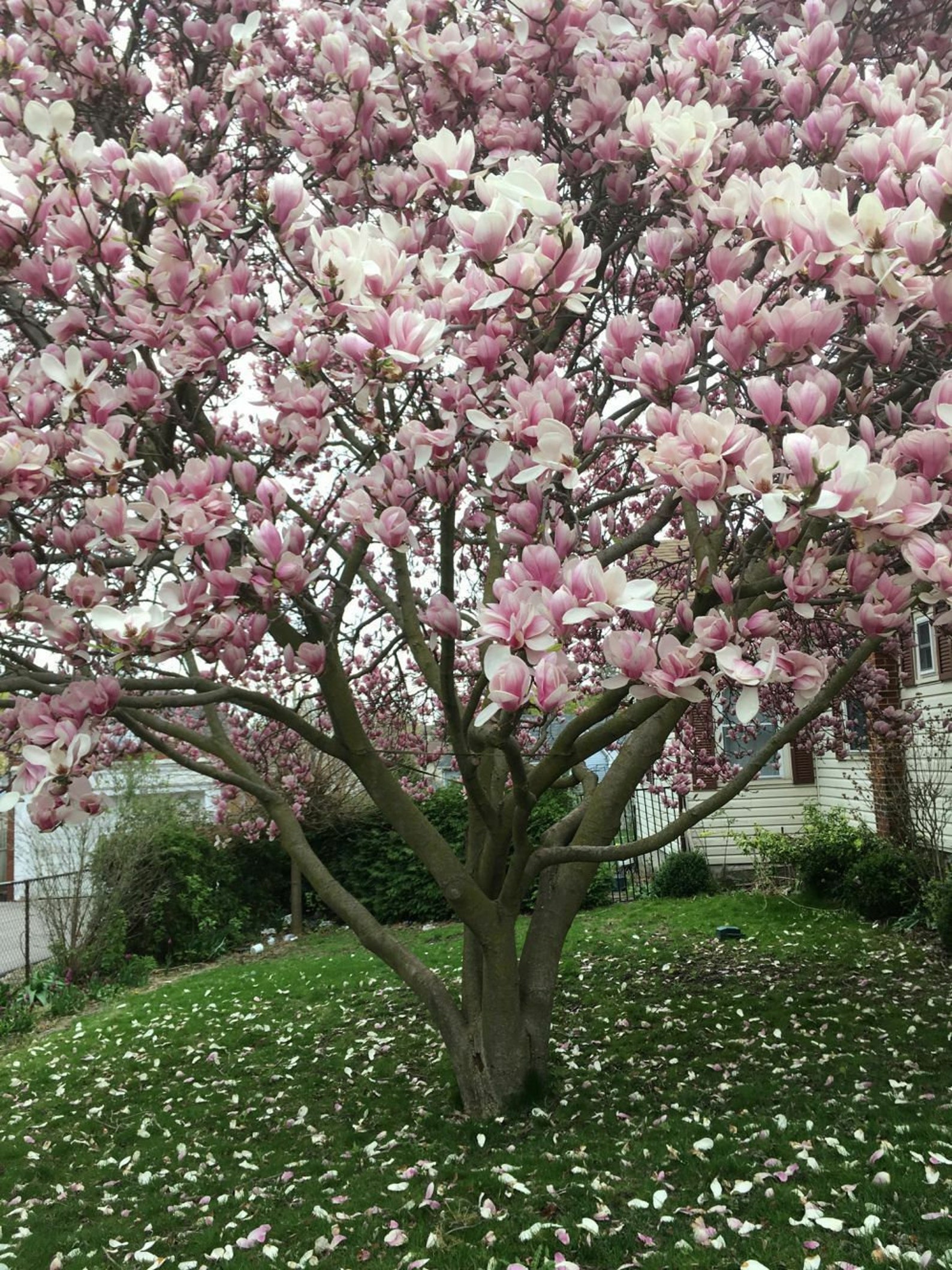 Liriodendron chinensis Seed Chinese Tulip Tree Seeds 25 Etsy