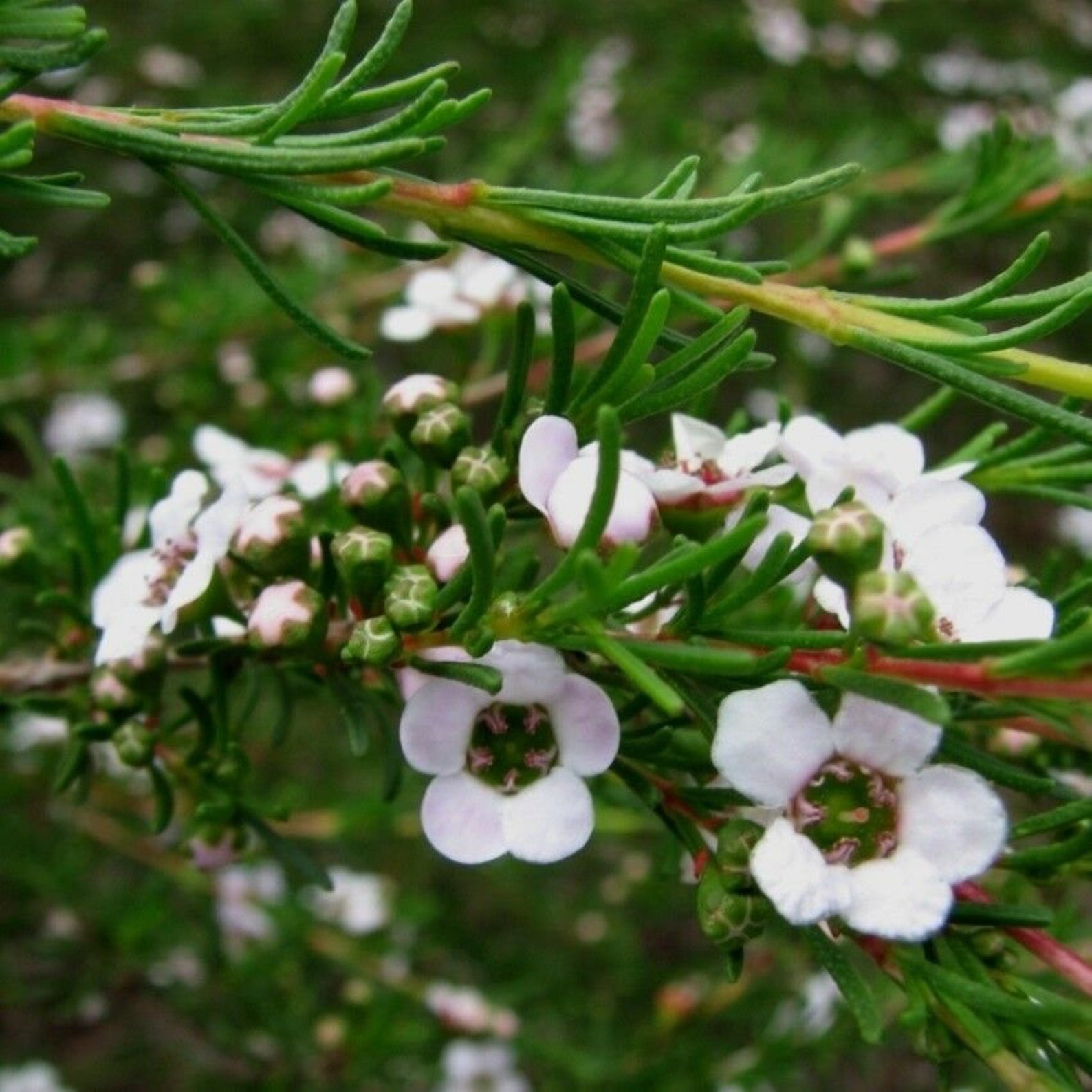 150 seeds Dainty Astartea Astartea fascicularis Etsy