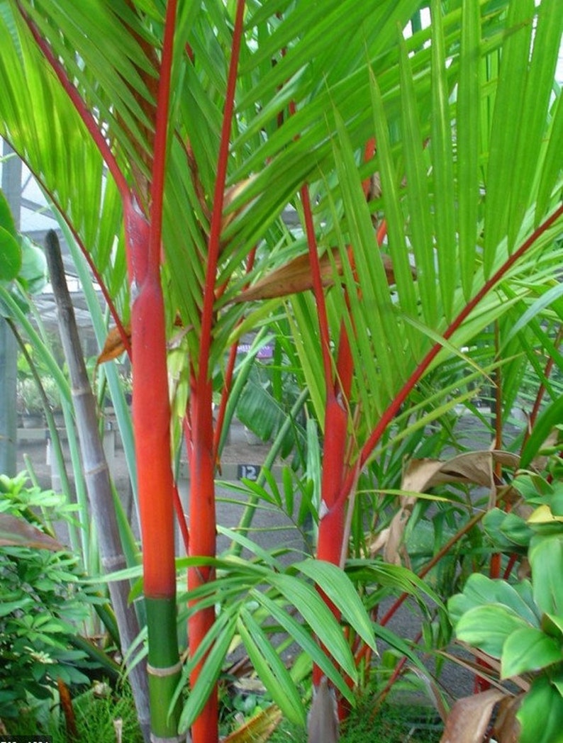 Lipstick Palm Seed Cyrtostachys Renda Seeds 10 seeds Etsy