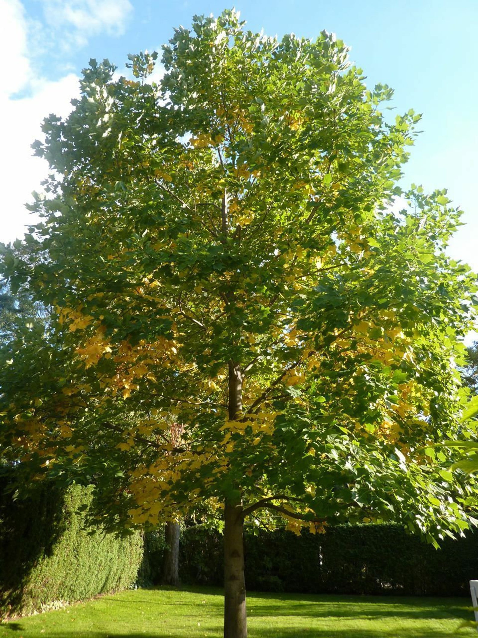 Liriodendron chinensis Seed Chinese Tulip Tree Seeds 25 | Etsy