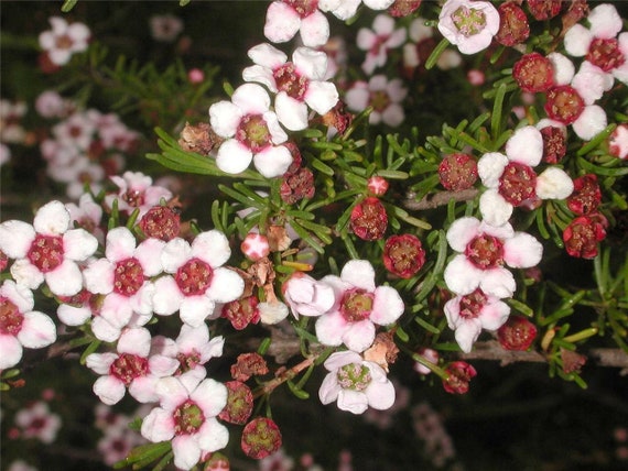 150 seeds Dainty Astartea Astartea fascicularis Etsy