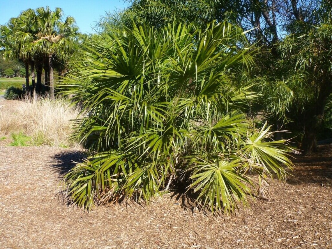 5 Seeds Cabbage Tree Palm Livistona australis Seeds Etsy 5 Seeds Cabbage Tree Palm Livistona australis Seeds Etsy