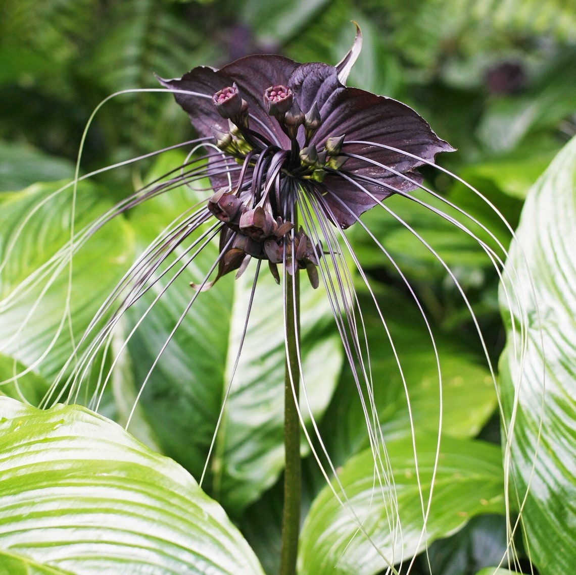 Black Bat Flower Seed Tacca chantrieri Seeds 10 seeds Etsy