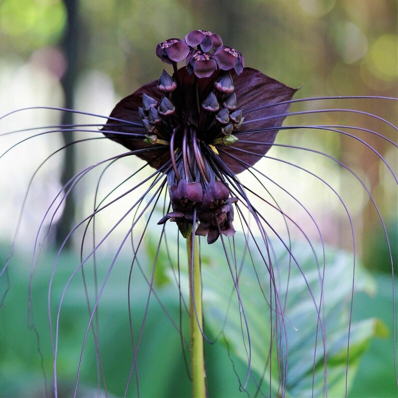 Black Bat Flower Seed Tacca chantrieri Seeds 10 seeds Etsy