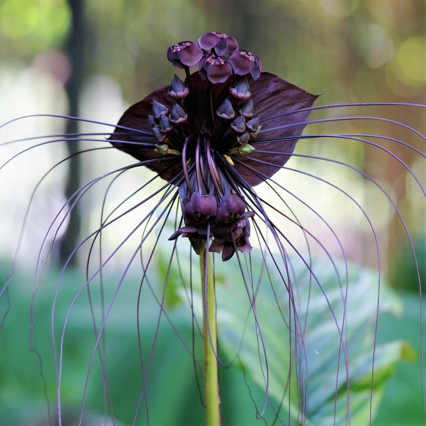Black Bat Flower Seed Tacca chantrieri Seeds 10 seeds Etsy