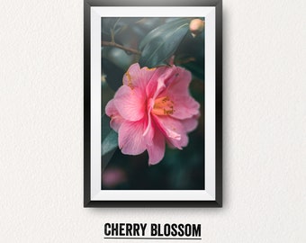 Flores de flor de cerejeira rosa - fotografia floral, fotografia de belas artes, fotografia de flores, impressão botânica, foto de prado, foto de flores cor de rosa