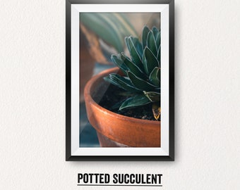 Potted Succulent - Floral Photography, Fine Art photography, Flower Photograph, Botanical Print, Meadow photo - Digital Print