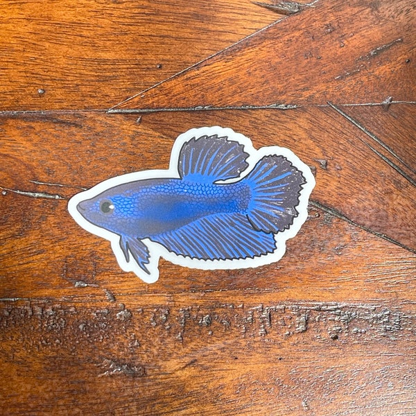 Blue Betta waterproof sticker, Betta fish decal