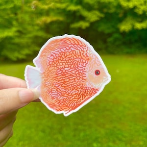 Discus Fish sticker| Symphysodon fish vinyl sticker