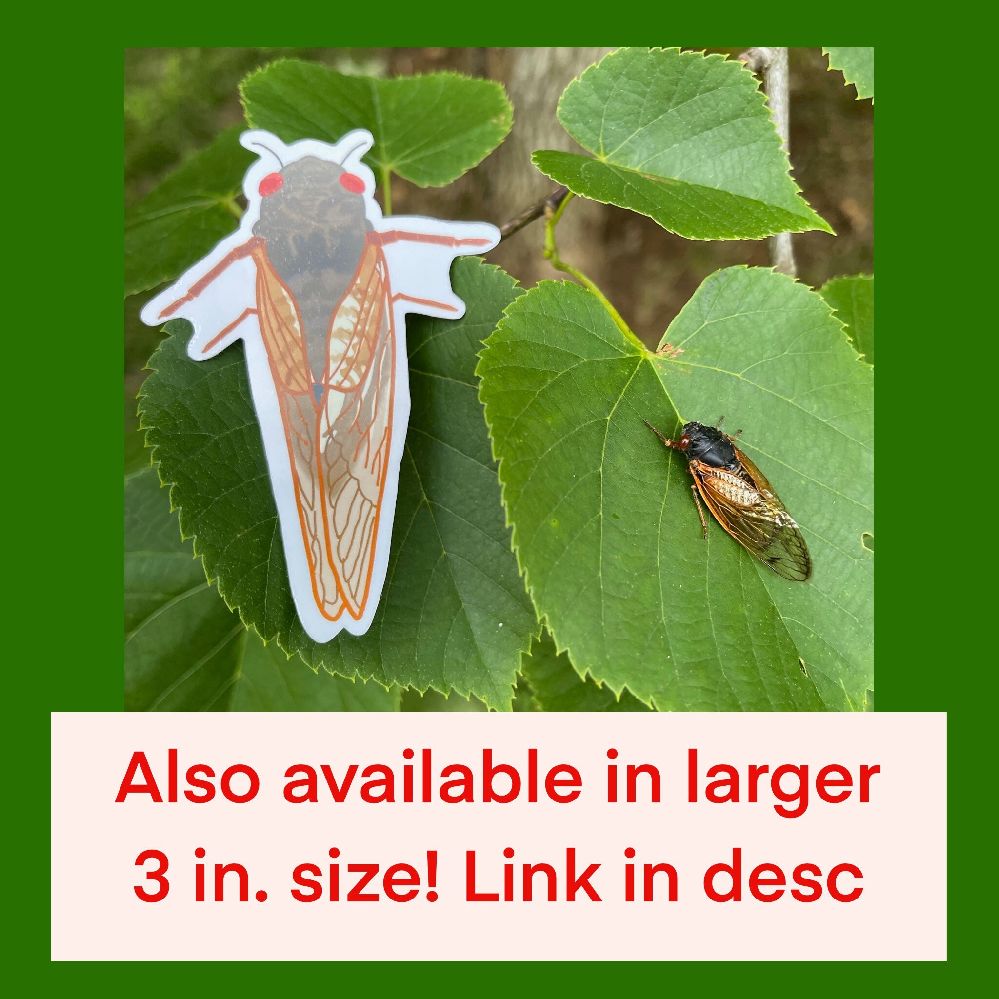 4 Piece Cicada Locust Sticker Set, Life-sized Cicada Decals - Etsy