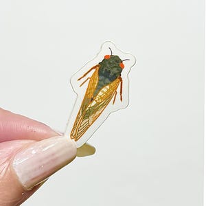 4 piece Cicada sticker Set, Life-sized Cicada stickers, Cicada Stickers, Insect Stickers, Bug Stickers, Cicadas, Locust Stickers