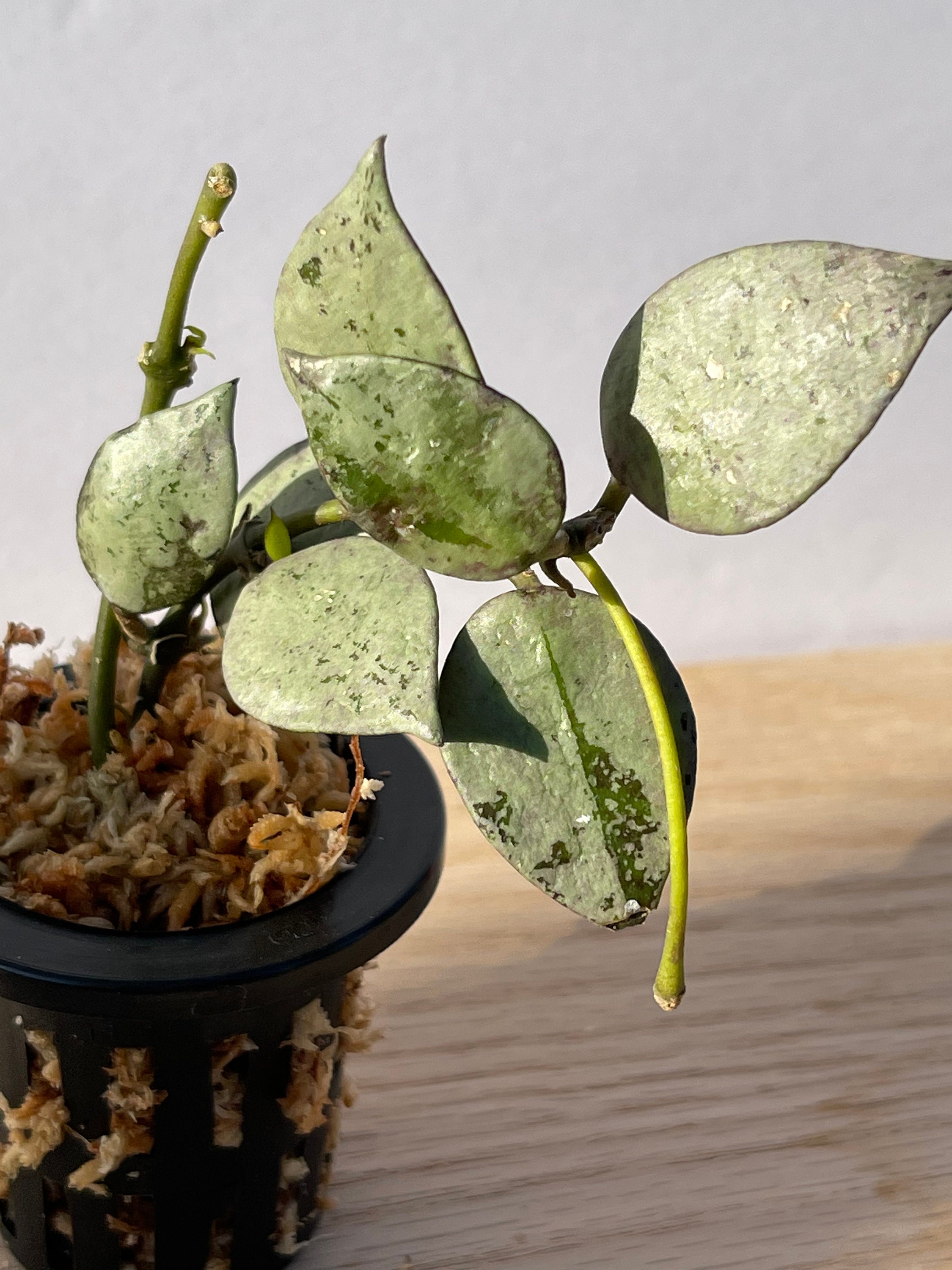 Hoya krohniana Super silver | Etsy