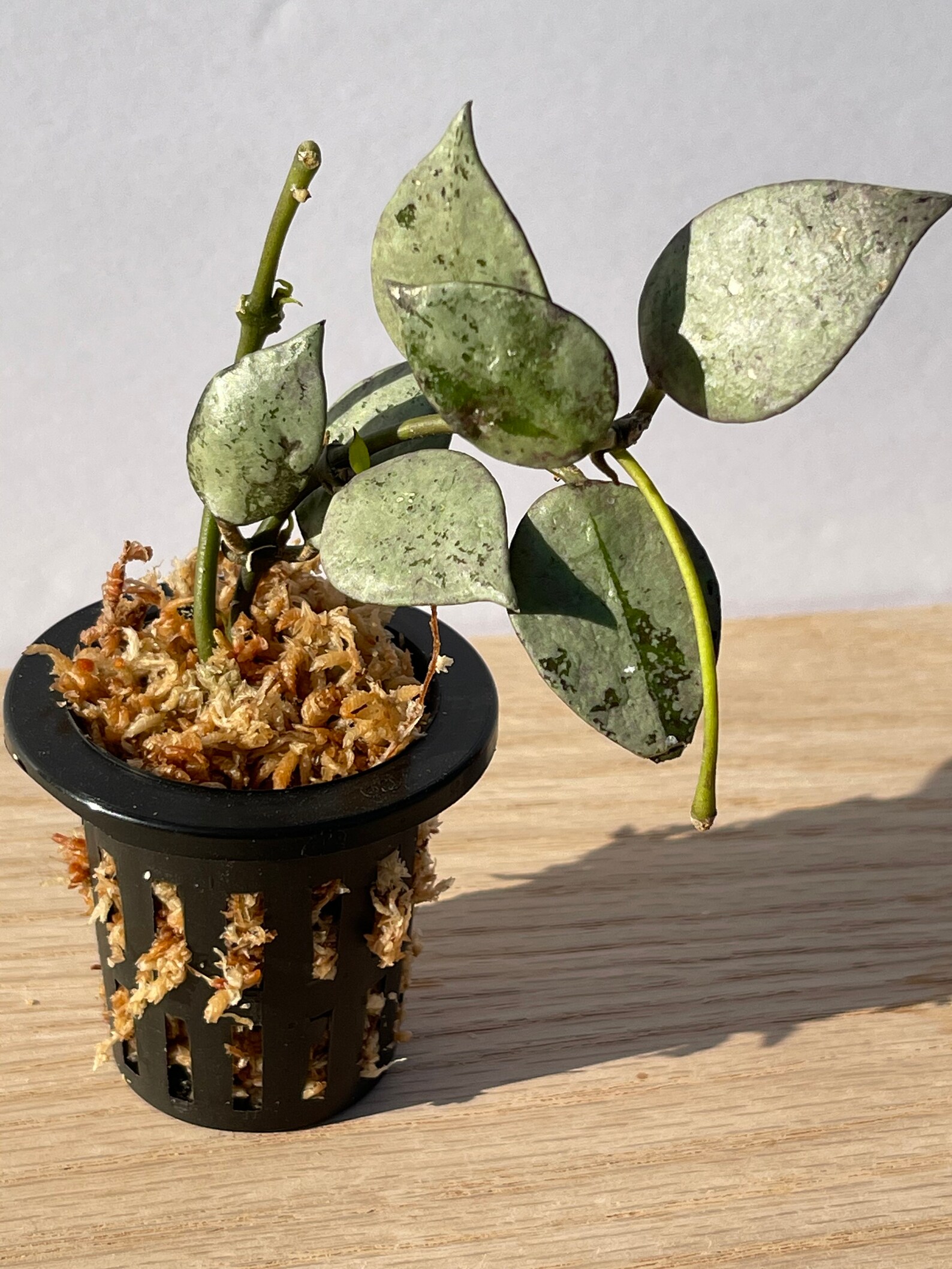 Hoya krohniana Super silver | Etsy