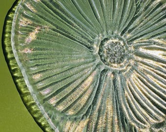 Glass flower fused glass art dish,  Gold