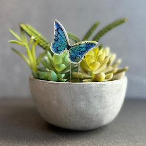 May include: A small concrete planter containing a variety of green succulents and a blue and green butterfly decoration.