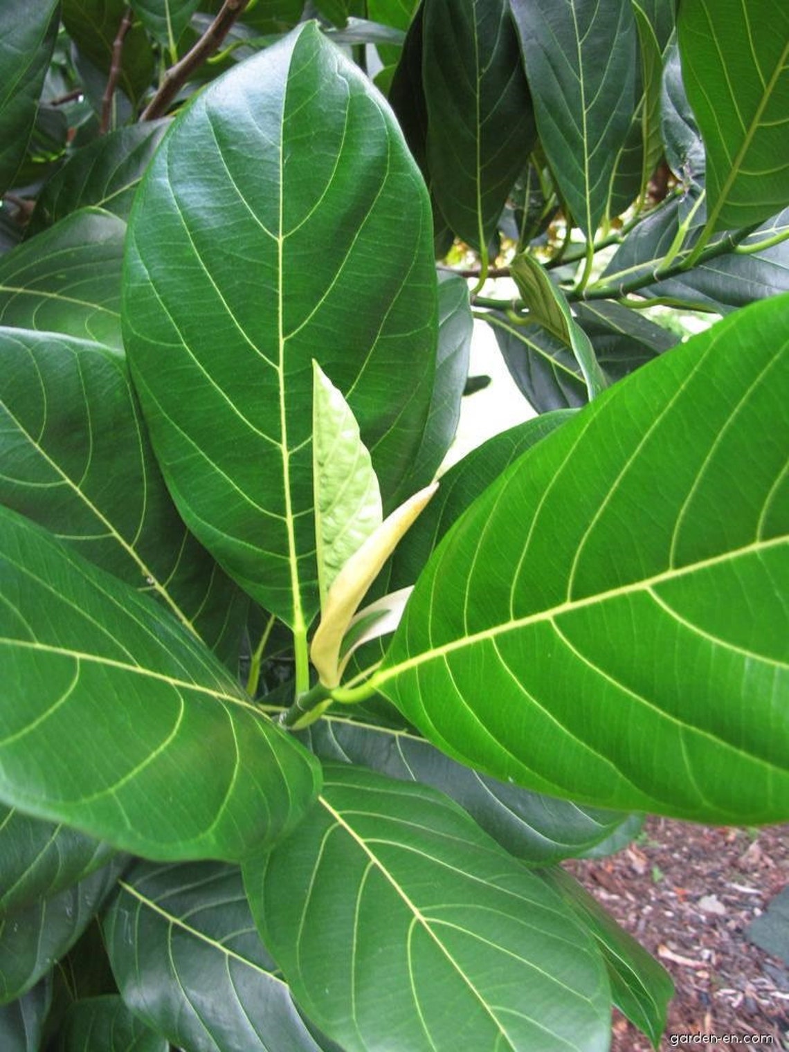 Dried Jackfruit Leaves to make Natural Aquariums Great Natural Etsy