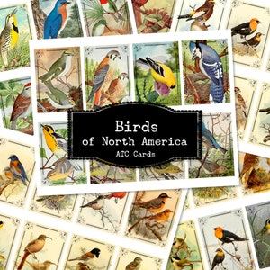 Cartões de diário para impressão de pássaros da América do Norte, coisas efêmeras de pássaros vintage, cartões ATC digitais, colagem de arte de livro, papel decoupage