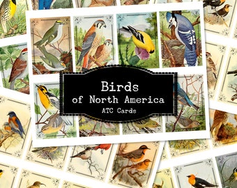 North American Birds Printable Journal Cards, Vintage Bird Ephemera, Digital ATC Cards, Book Art Collage, Decoupage Paper